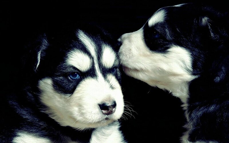 Two Husky Puppies — Black, Dramatic, Photograph, Black Background
