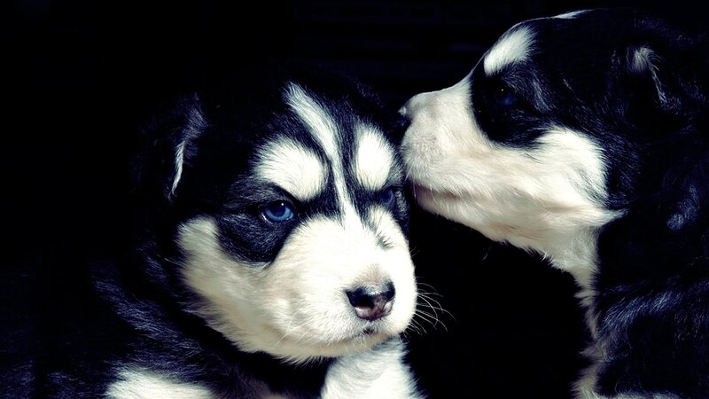 Two Husky Puppies — Black, Dramatic, Photograph, Dark Background