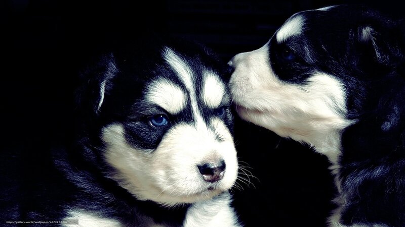 Two Husky Puppies — Black, Dramatic, Photograph