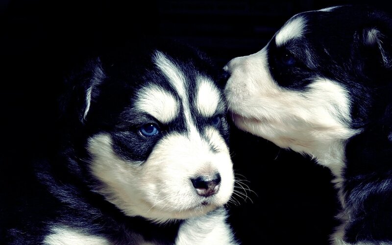 Two Husky Puppies — Black, Dramatic
