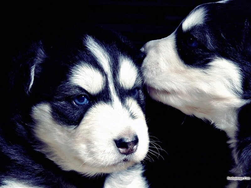 Two Husky Puppies — Black, Intimate