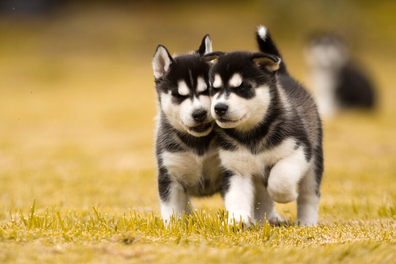 Two Husky Puppies — Black, Playful