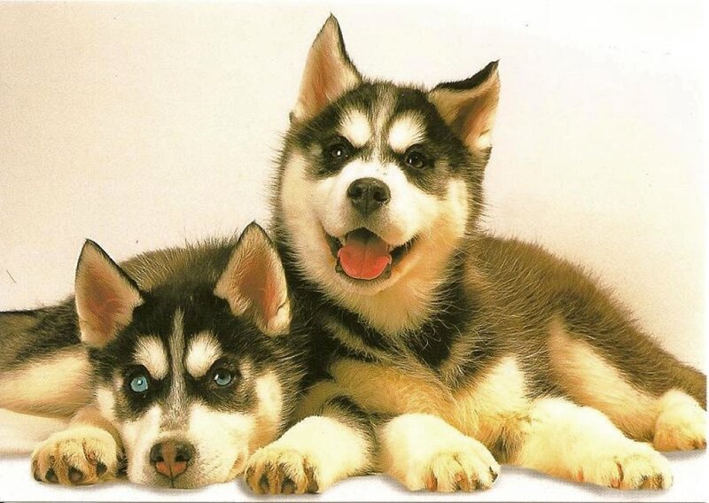 Two Husky Puppies — Black