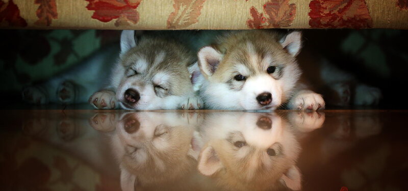 Two Husky Puppies — Brown, Calm, Photograph