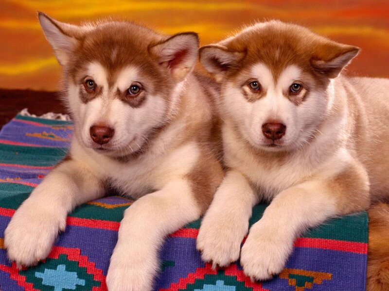 Two Husky Puppies — Brown, Calm, Sunset, Photograph