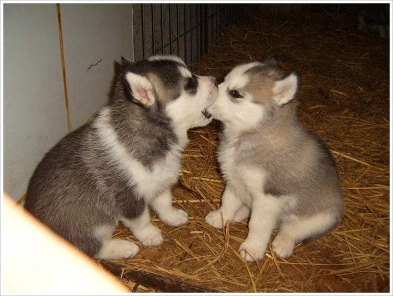 Two Husky Puppies — Gray, Calm, Night