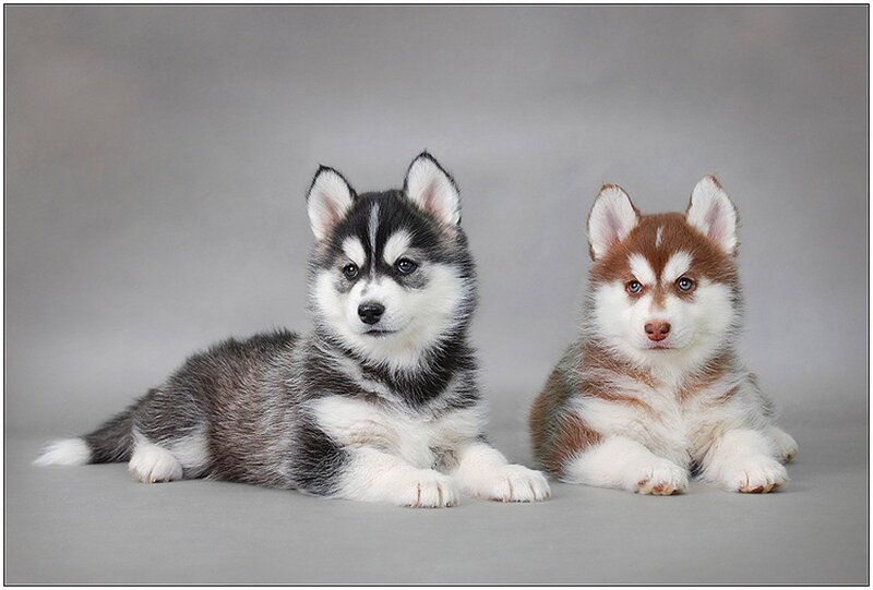 Two Husky Puppies — Gray, Calm, Photograph, Gray Background