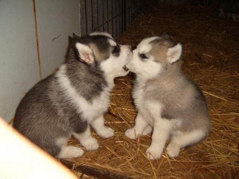 Two Husky Puppies — Gray, Calm, Photograph