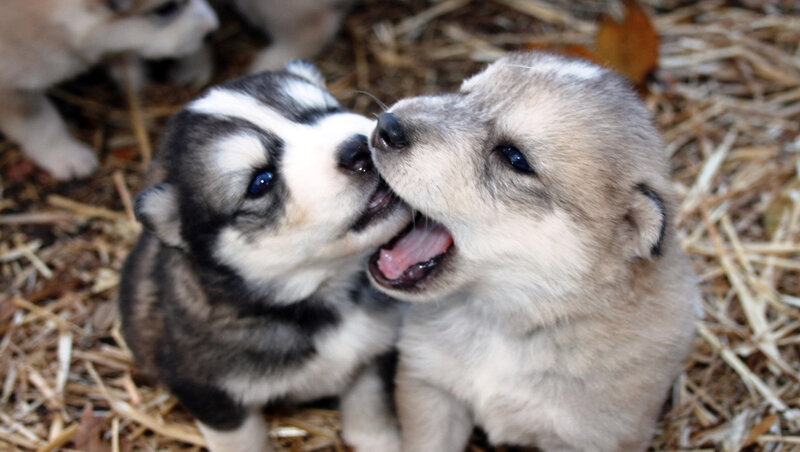 Two Husky Puppies — Gray, Playful
