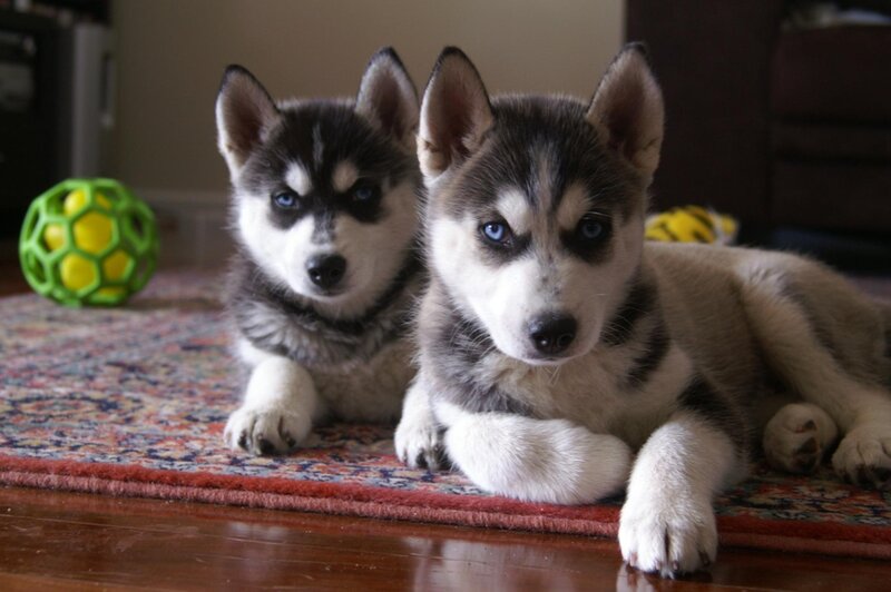 Two Husky Puppies — Gray
