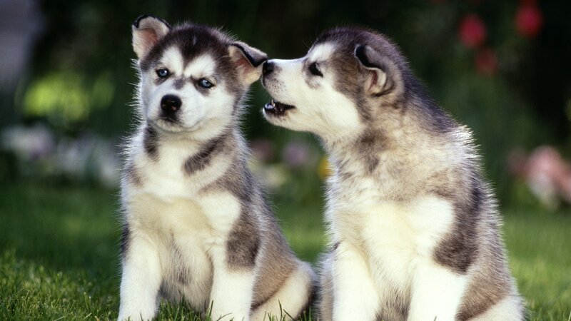 Two Husky Puppies — Green, Calm
