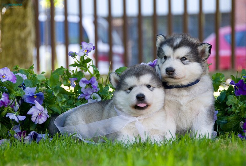 Two Husky Puppies — Green