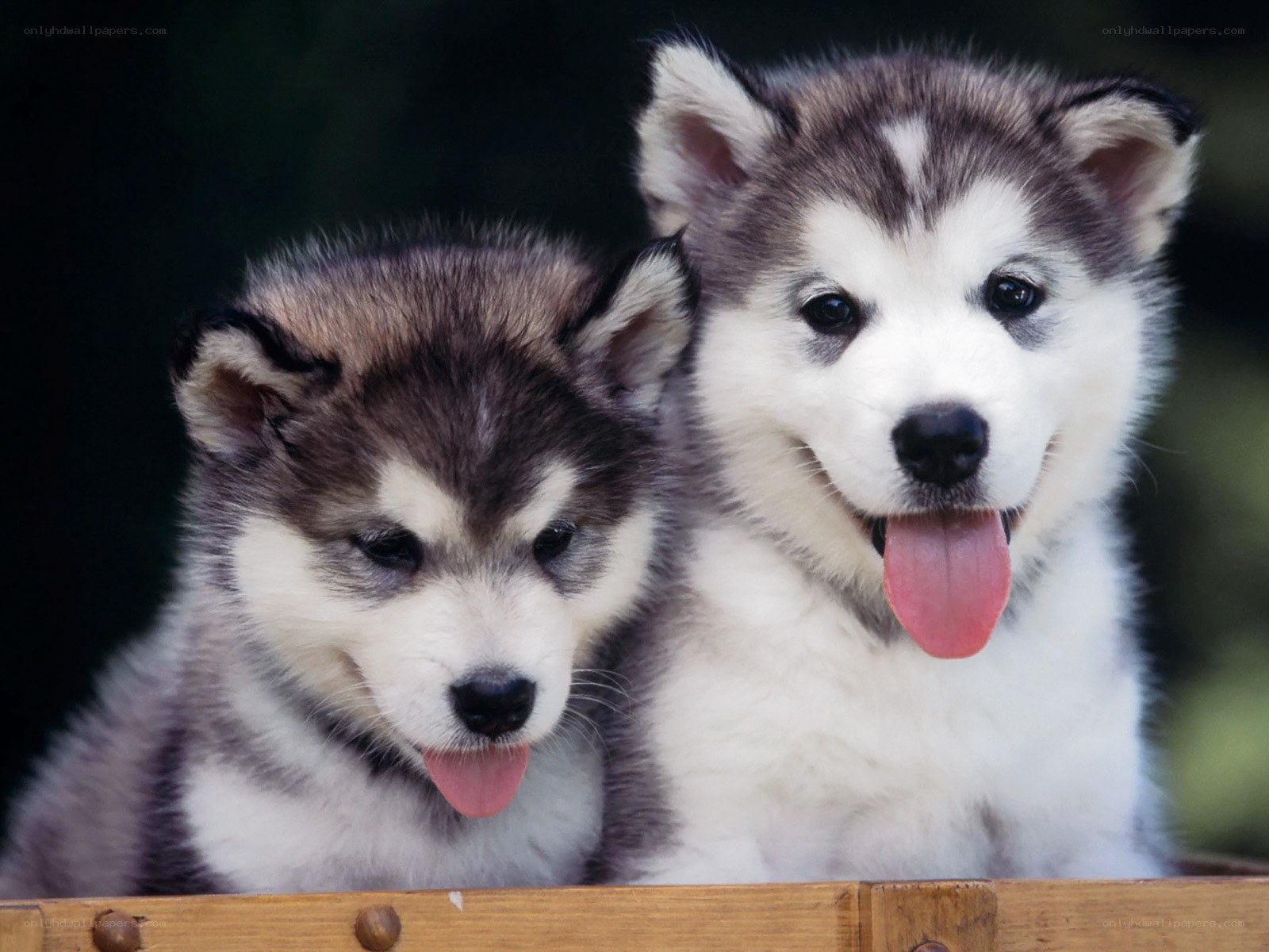 two husky puppies in a box