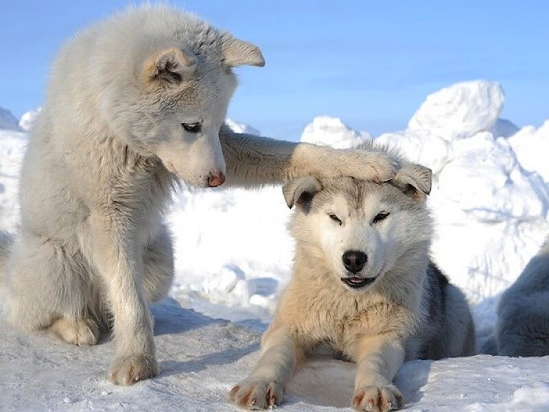 Two Husky Puppies in Snow