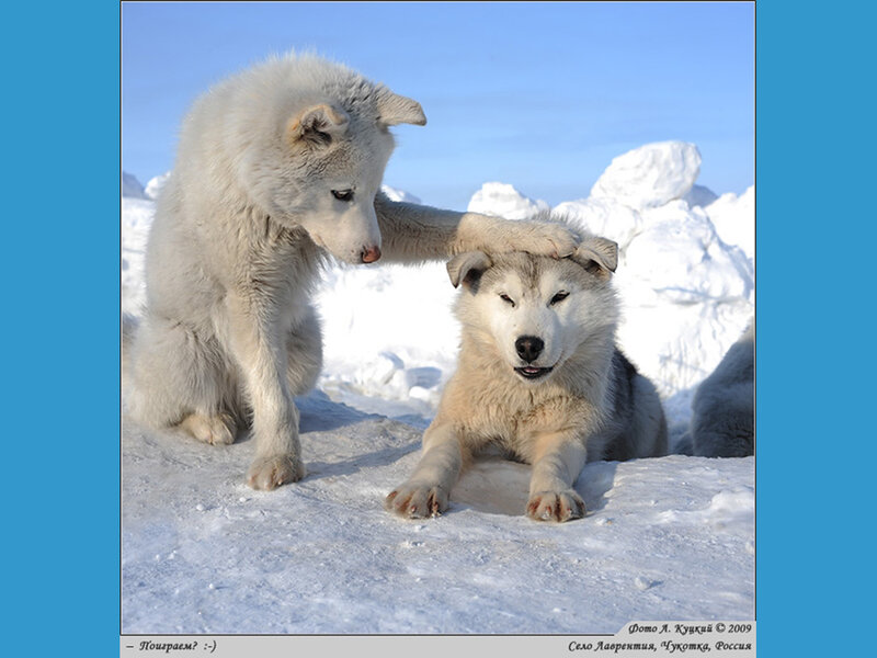 Two Husky Puppies in Snow — White
