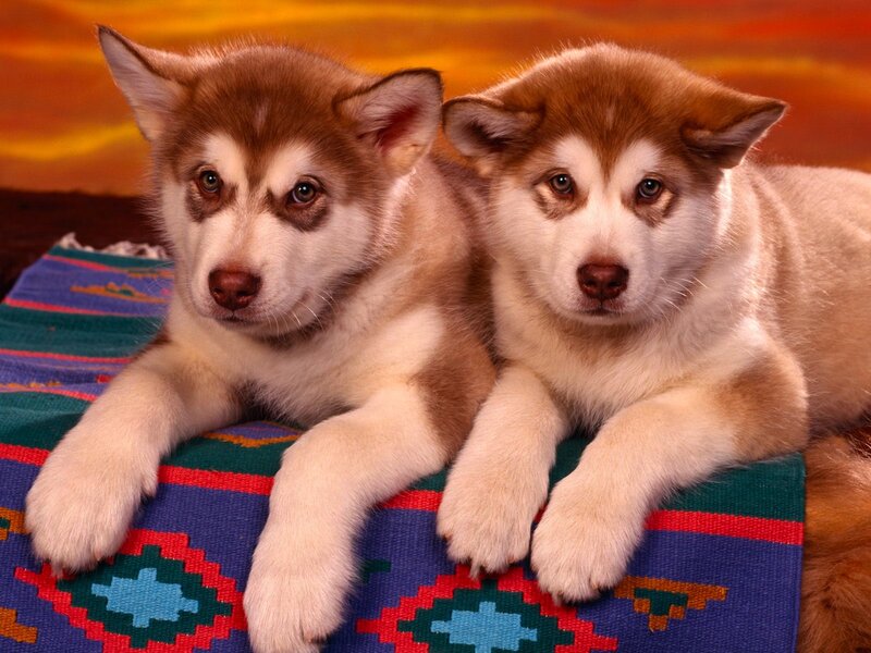 Two husky puppies on a blanket