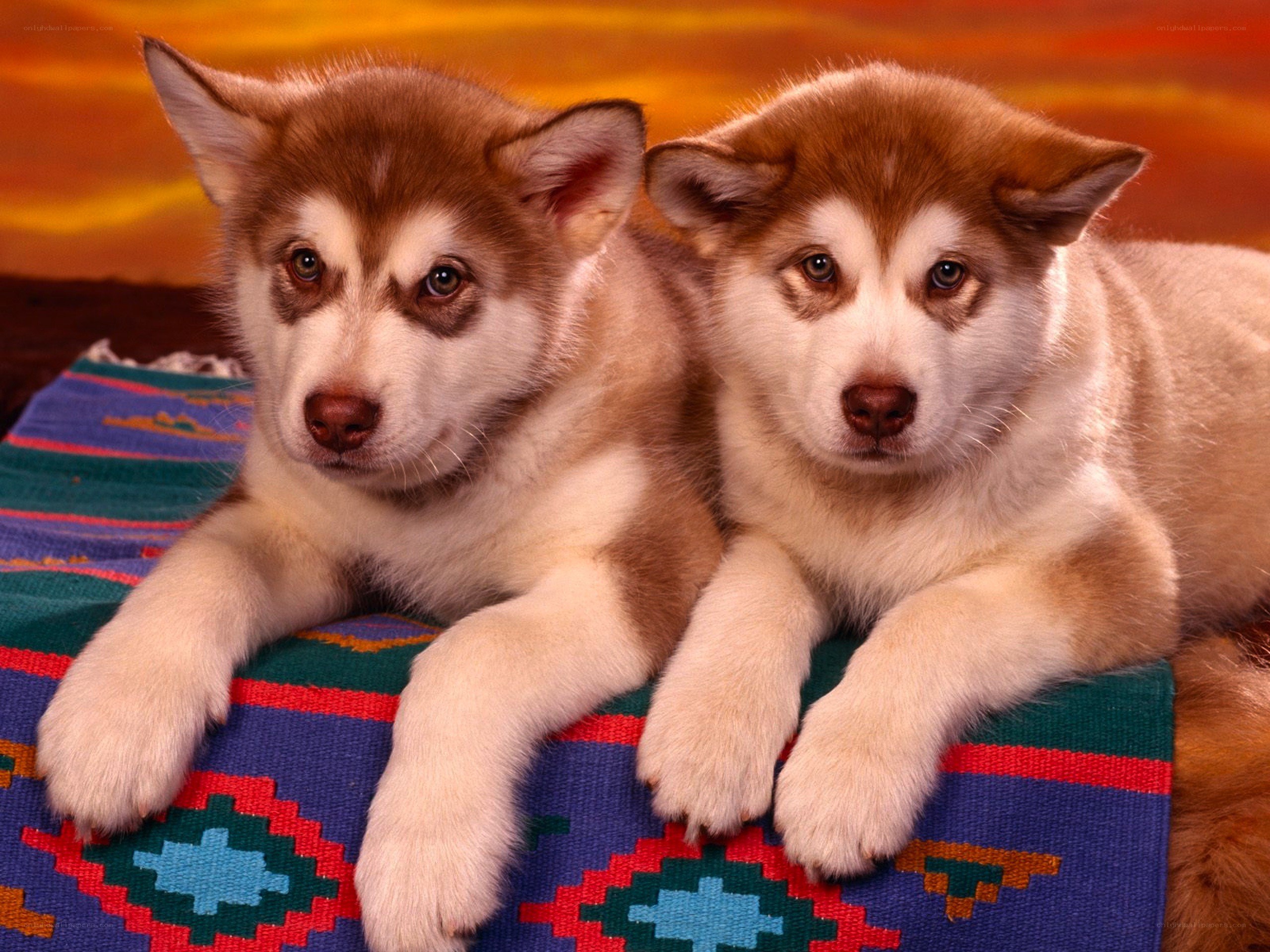 Two husky puppies on a blanket