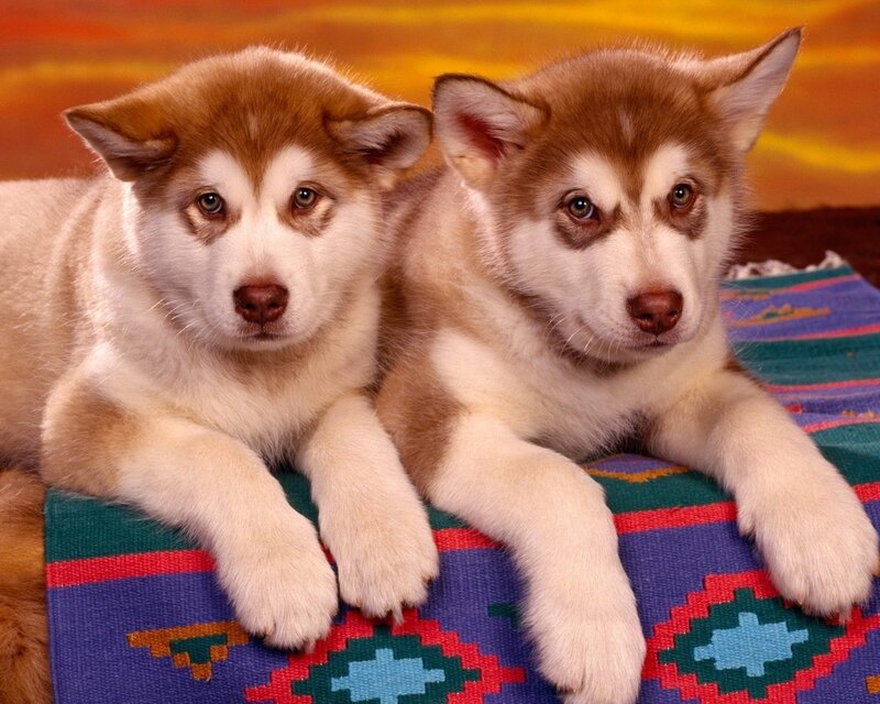 Two husky puppies on a blanket