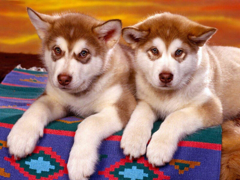 Two husky puppies on a blanket