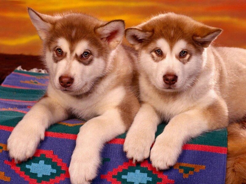 Two husky puppies on a blanket