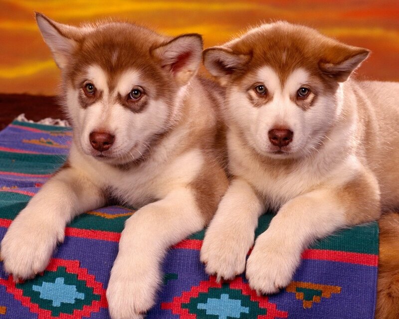 two husky puppies on blanket