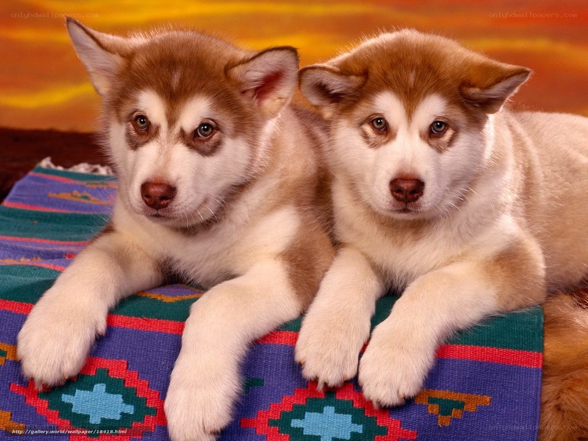 Two husky puppies on blanket