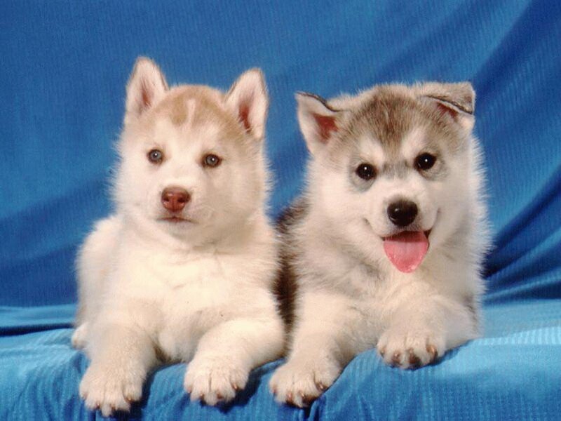 two husky puppies on blue