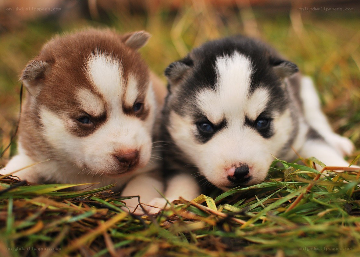 two husky puppies on grass