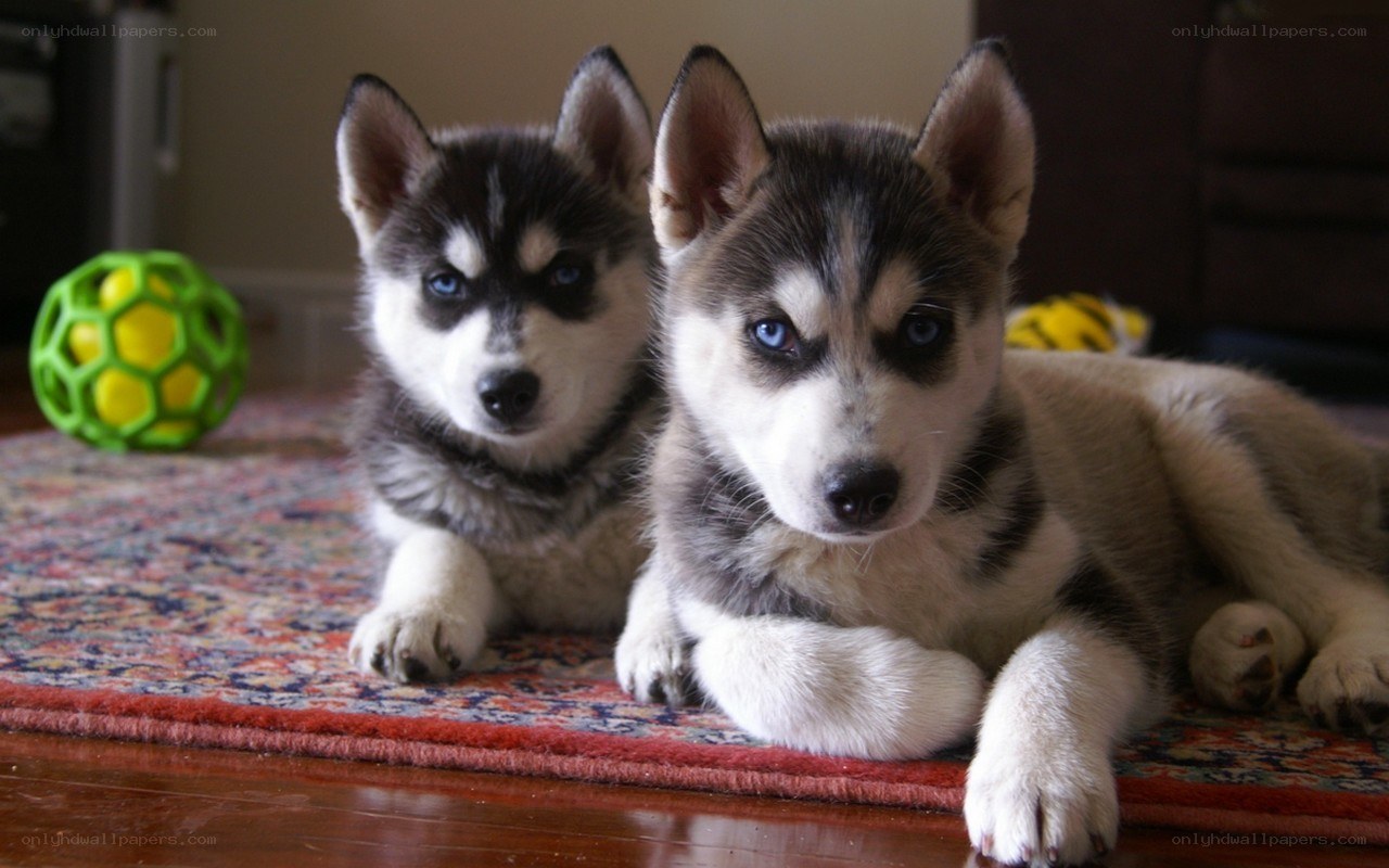 two husky puppies on rug
