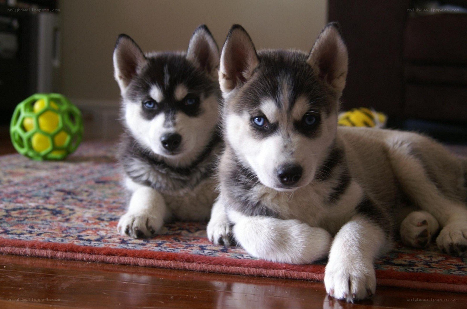 two husky puppies on rug