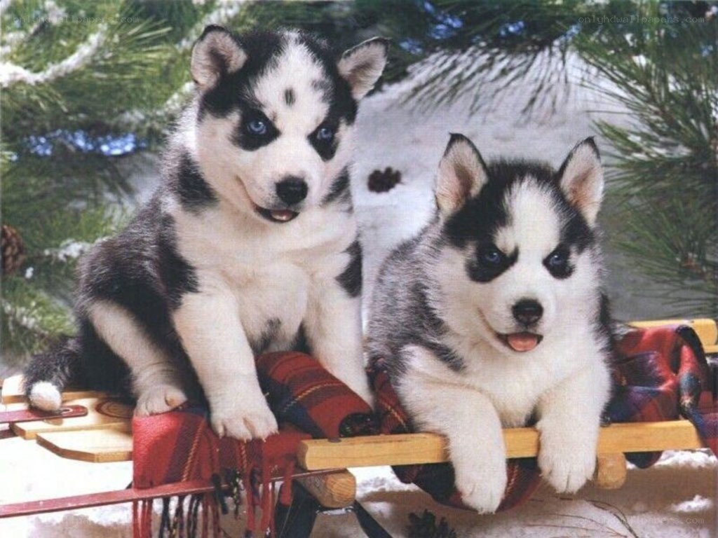 two husky puppies on sled
