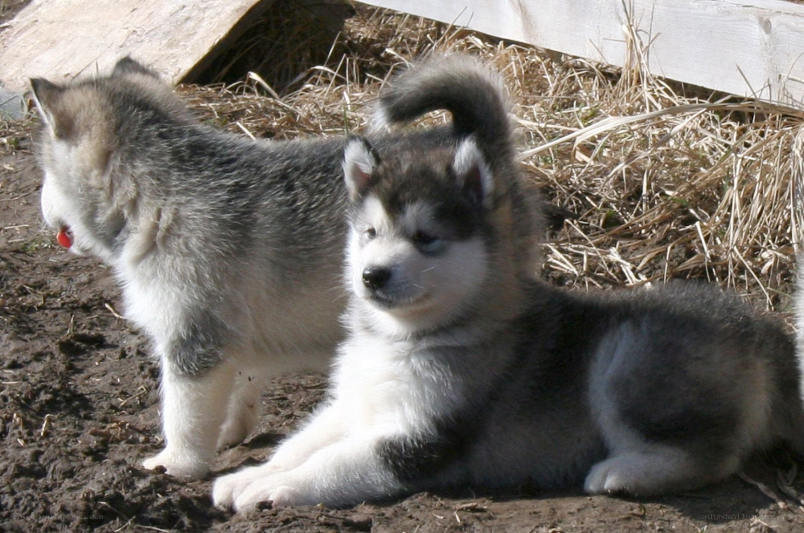 two husky puppies playing