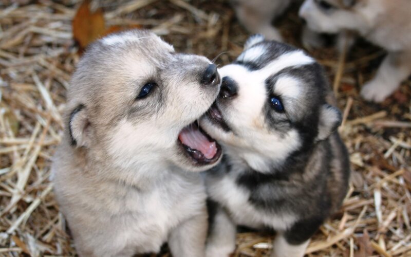Two Husky Puppies Playing — Gray, Playful, Photograph