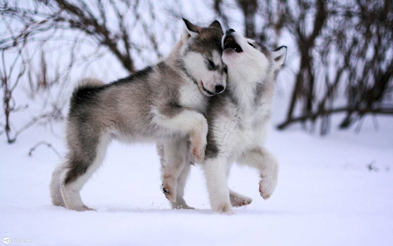 Two Husky Puppies Playing — White, Playful