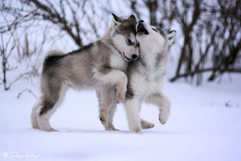 Two Husky Puppies Playing — White
