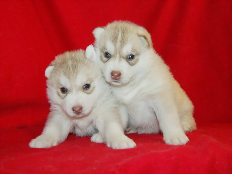 Two Husky Puppies — Red