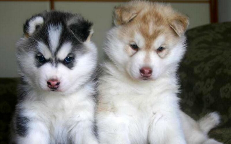 two husky puppies sitting