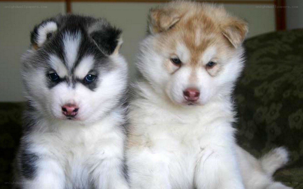two husky puppies sitting