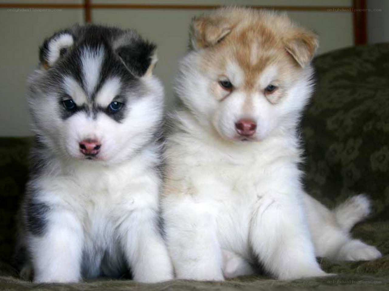 Two husky puppies sitting together