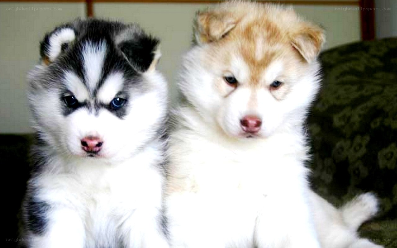 two husky puppies sitting