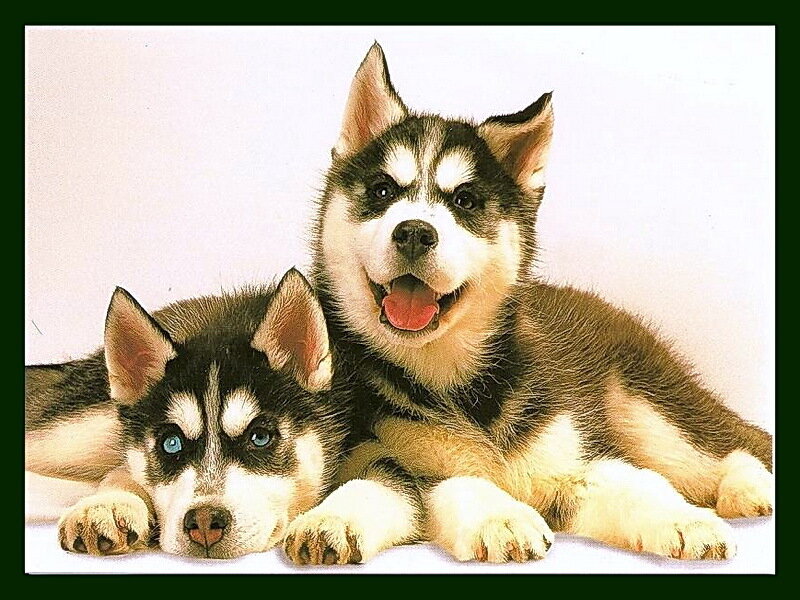 Two Husky Puppies