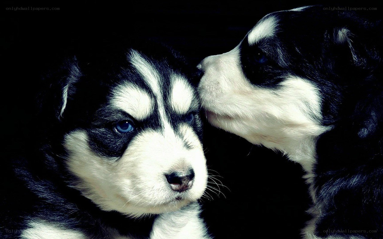 two husky puppies together