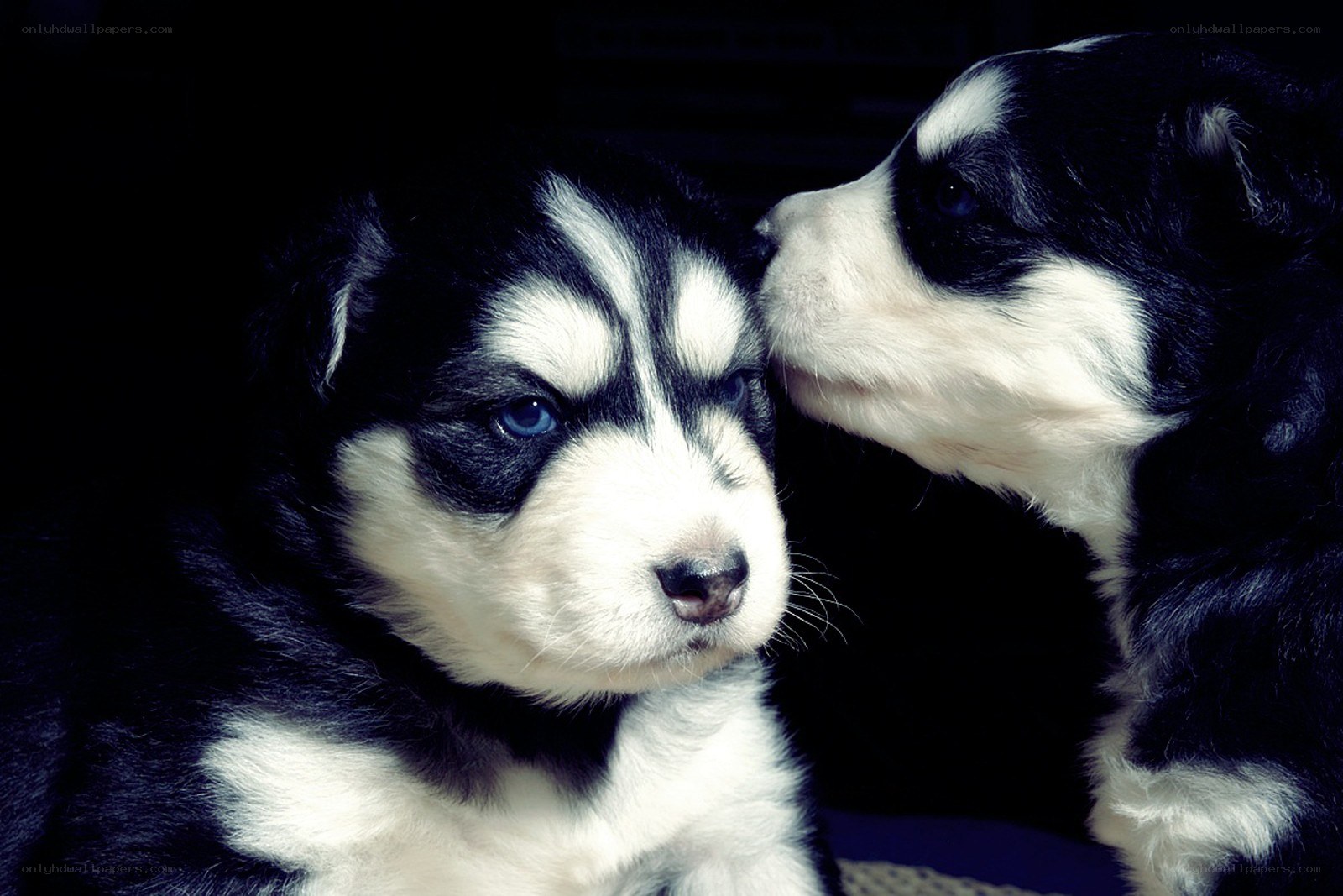Two husky puppies together