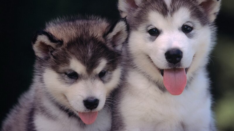 two husky puppies together