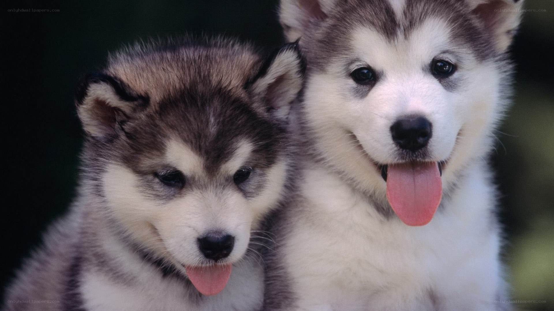 two husky puppies together