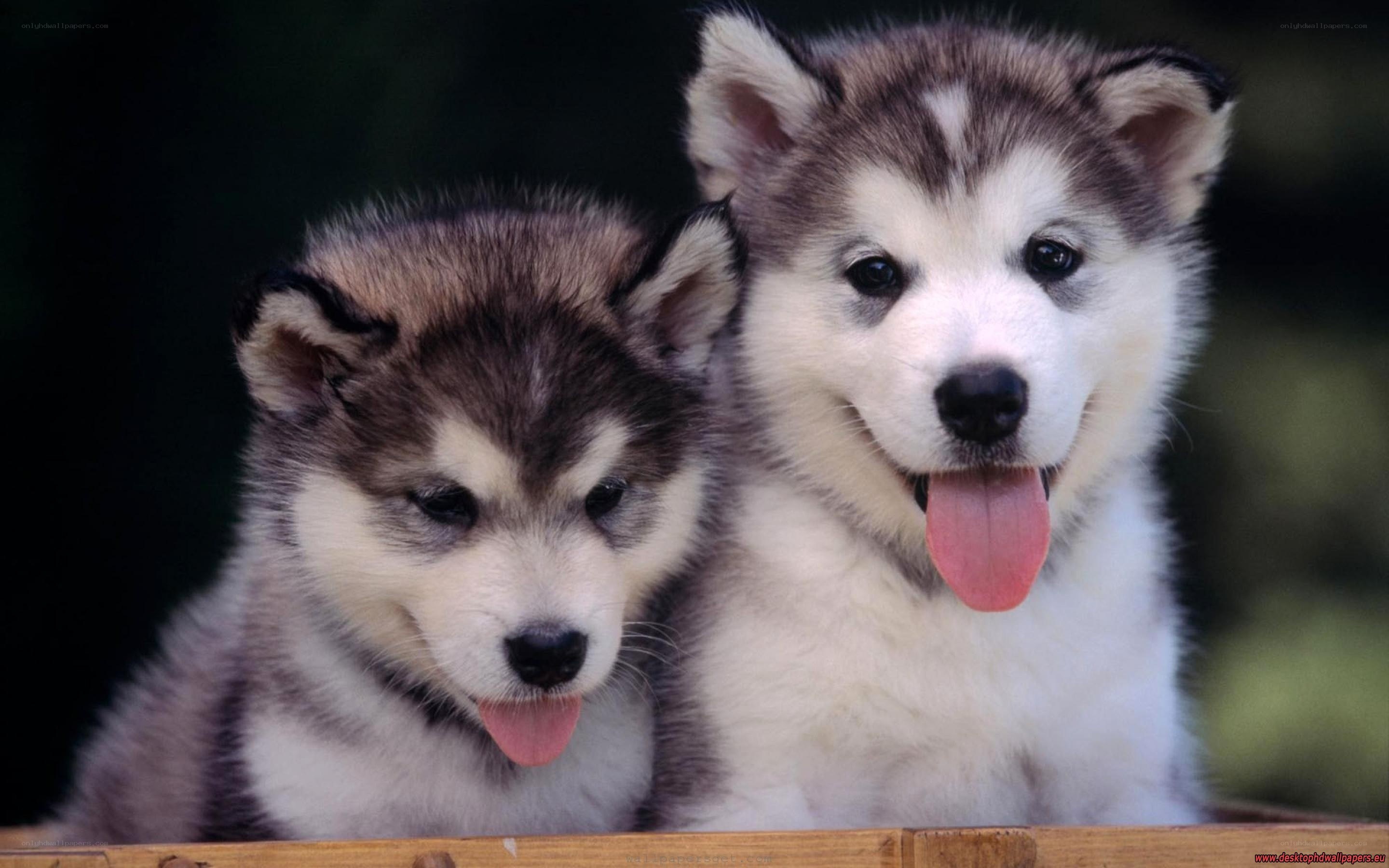 two husky puppies together