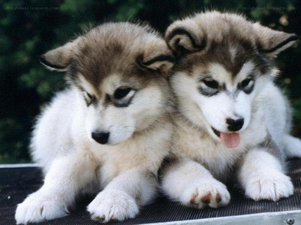 two husky puppies together