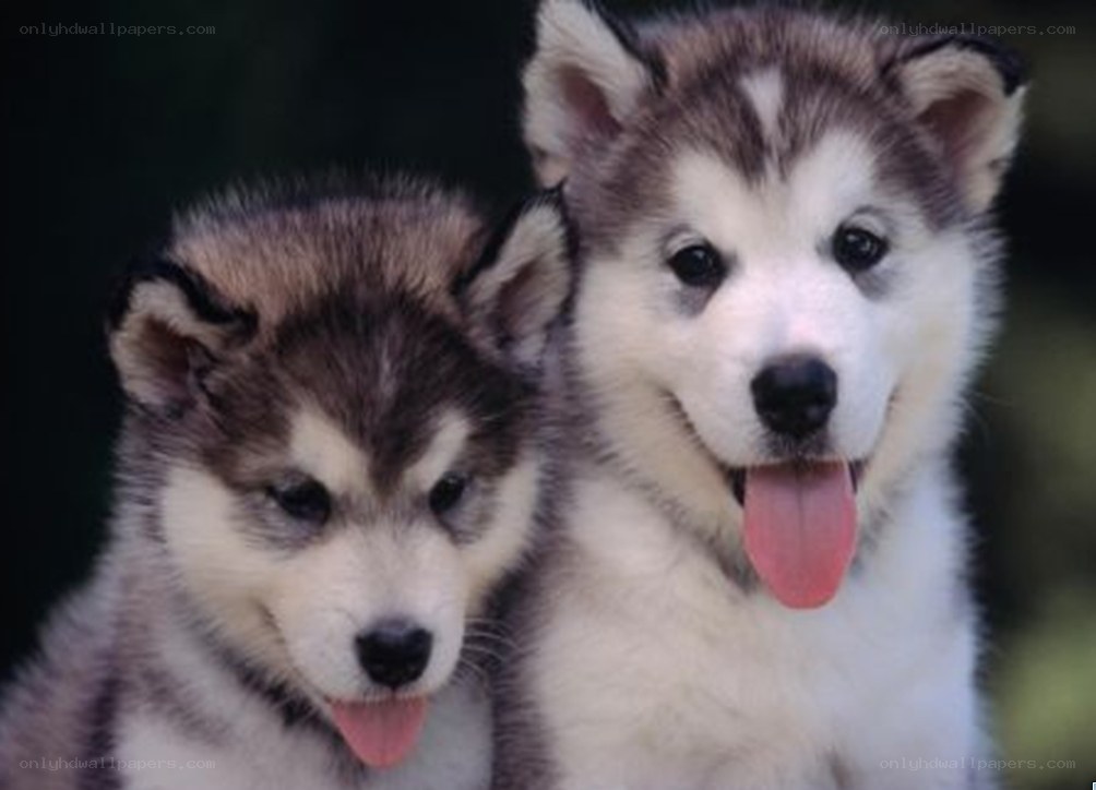 two husky puppies together