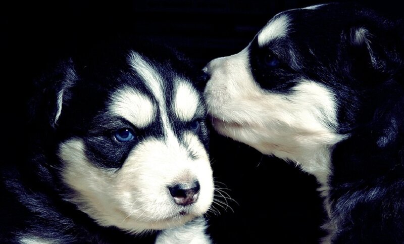 two husky puppies together