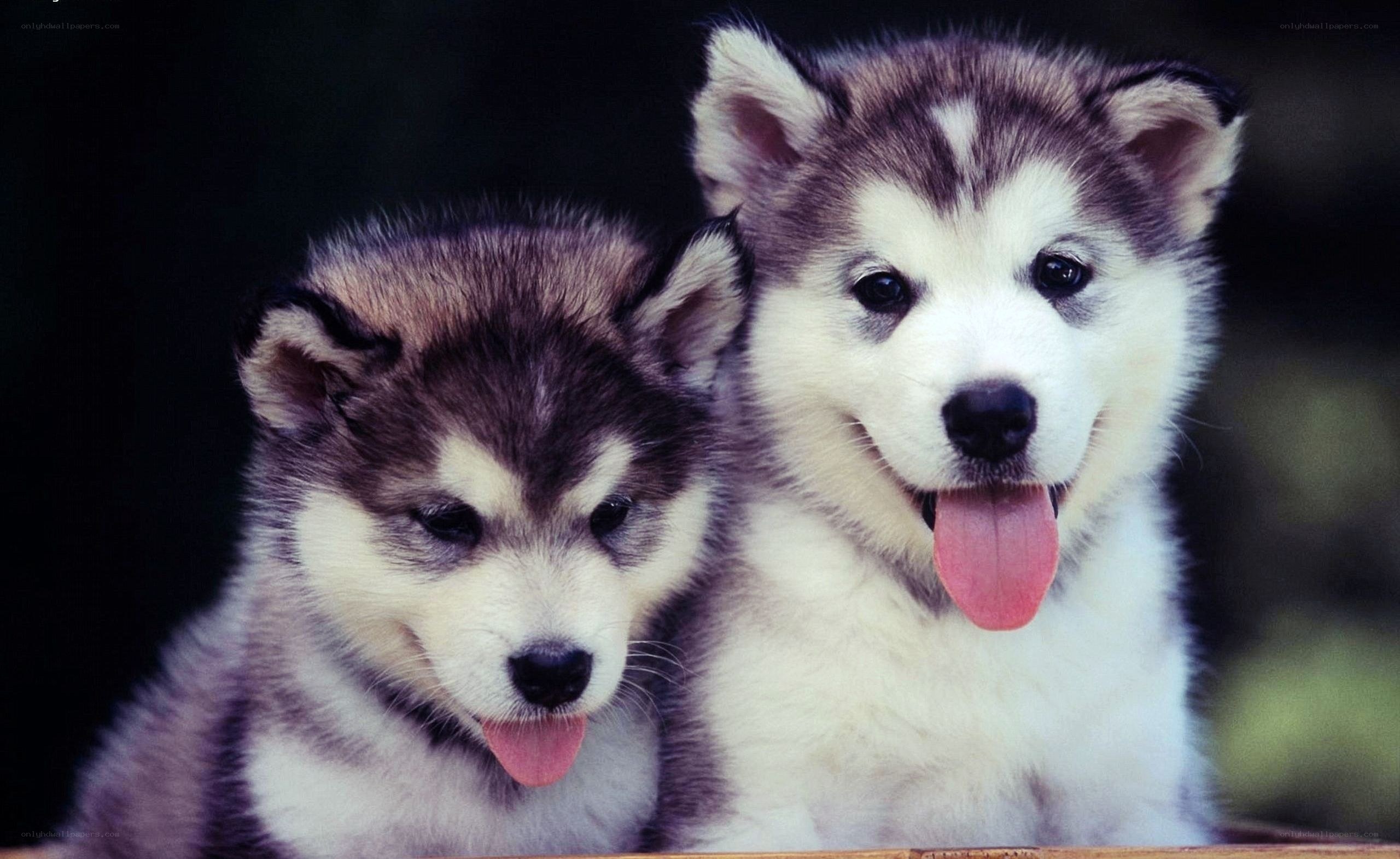 Two husky puppies together